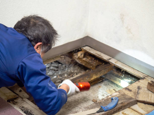 Best Toxic Mold Removal  in Naco, AZ