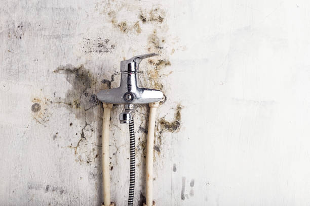 Best Mold Removal Specialists  in Naco, AZ