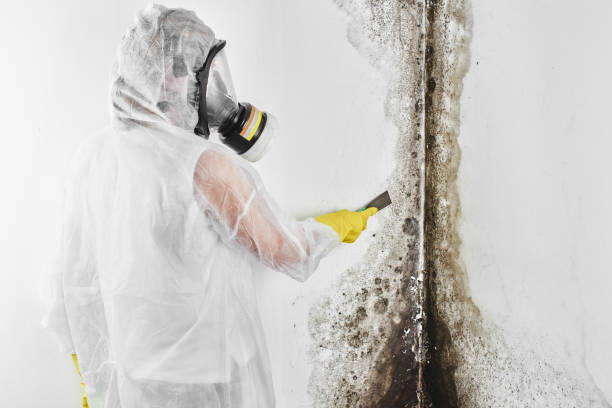 Best Mold Remediation  in Naco, AZ