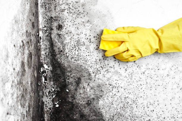 Best Emergency Mold Removal  in Naco, AZ