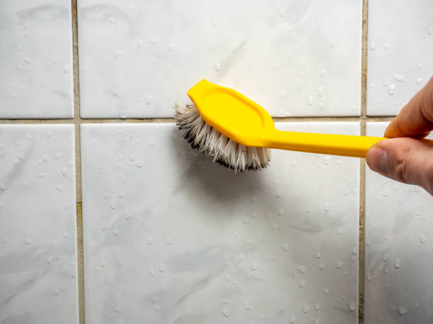  Naco, AZ Mold Removal Pros