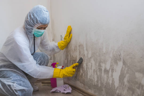 Crawl Space Mold Removal in Naco, AZ
