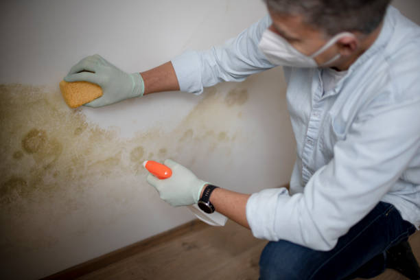 Best Mold Testing  in Naco, AZ