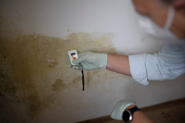 Best Crawl Space Mold Removal  in Naco, AZ