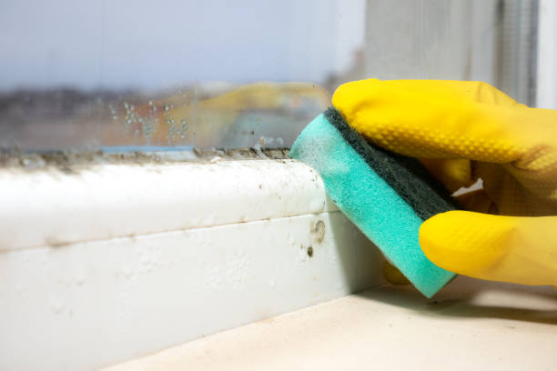 Best Mold Damage Repair  in Naco, AZ