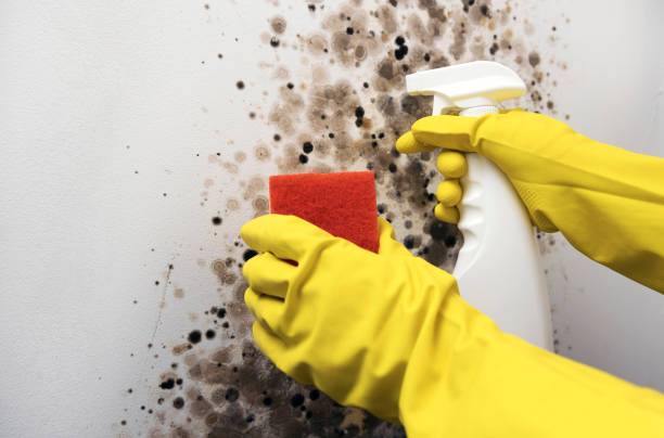 Best Fast Mold Removal  in Naco, AZ