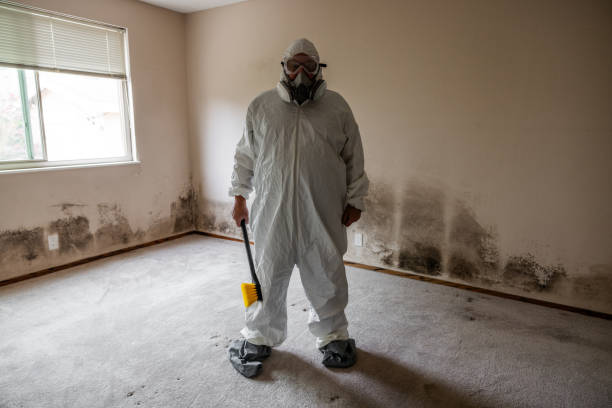 Best Attic Mold Removal  in Naco, AZ