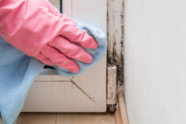 Best Professional Mold Removal  in Naco, AZ