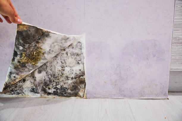 Best Emergency Mold Removal  in Naco, AZ